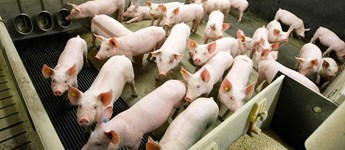 Nu skal syddanske grisestalde saneres for PRRS