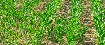 Lige nu i marken: Hold fokus på majs