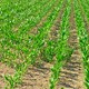 Lige nu i marken: Hold fokus på majs